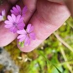 Geranium pyrenaicum Flower