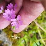 Geranium pyrenaicumFlower