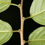 Colubrina spinosa Casca
