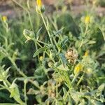 Calendula tripterocarpa Hoja
