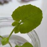 Lactuca muralis Leaf