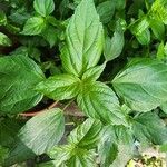 Acalypha virginica Blad