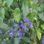 Caryopteris × clandonensisBloem