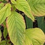 Amaranthus caudatus 葉