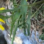 Scorzonera austriaca Leaf
