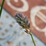 Carex foetida