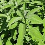 Salvia officinalisഇല