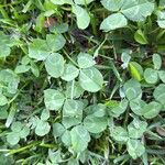 Trifolium repensഇല