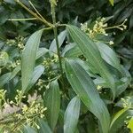 Cinnamomum verum Blatt