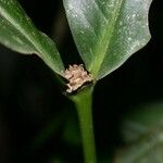 Rudgea cornifolia چھال