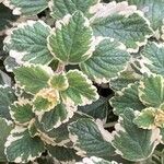 Plectranthus madagascariensis Folha