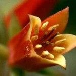 Echeveria harmsii Flower