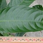 Palicourea tetragona Leaf