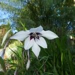 Gladiolus murielae ফুল