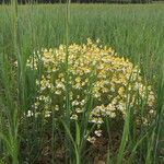 Anthemis arvensis आदत