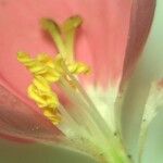 Centaurium scilloides Цвят