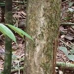 Anthonotha macrophylla چھال