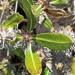 Pachypodium rosulatum Leaf