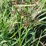 Cyperus kilimandscharicus Kvet