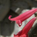 Penstemon baccharifolius 花