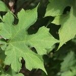 Montanoa hibiscifolia Leaf