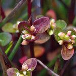Koenigia islandica Blüte