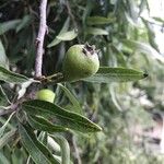 Pyrus salicifolia Owoc