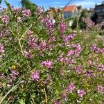 Indigofera heteranthaКветка