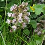 Petasites hybridus Çiçek