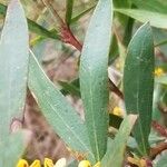 Daviesia latifolia Blatt