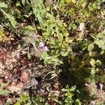 Clinopodium vulgare ᱵᱟᱦᱟ