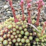 Sempervivum minutum Habit