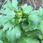 Sanicula crassicaulis Fleur