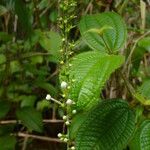 Gonzalagunia hirsuta Habit