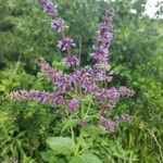 Salvia verticillataЦвят