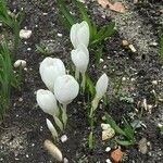 Crocus flavus 形態