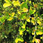 Berberis vulgaris Blad