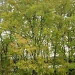 Acer × freemanii অভ্যাস