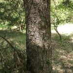 Picea brachytyla Corteza