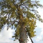 Ulmus thomasii Habit