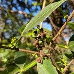 Zanthoxylum simulans 果實