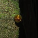 Uvariodendron molundense Corteza