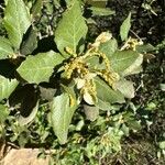 Quercus ilex Blüte