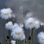 Eriophorum scheuchzeri Fula