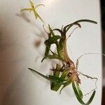 Heteranthera dubia Агульны выгляд