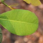 Garcinia robsoniana Leaf