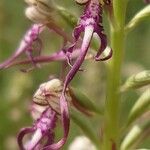 Himantoglossum adriaticum फूल