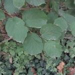 Corylus cornuta Leaf