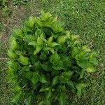 Hydrangea macrophyllaFolha