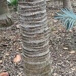 Livistona chinensis Casca